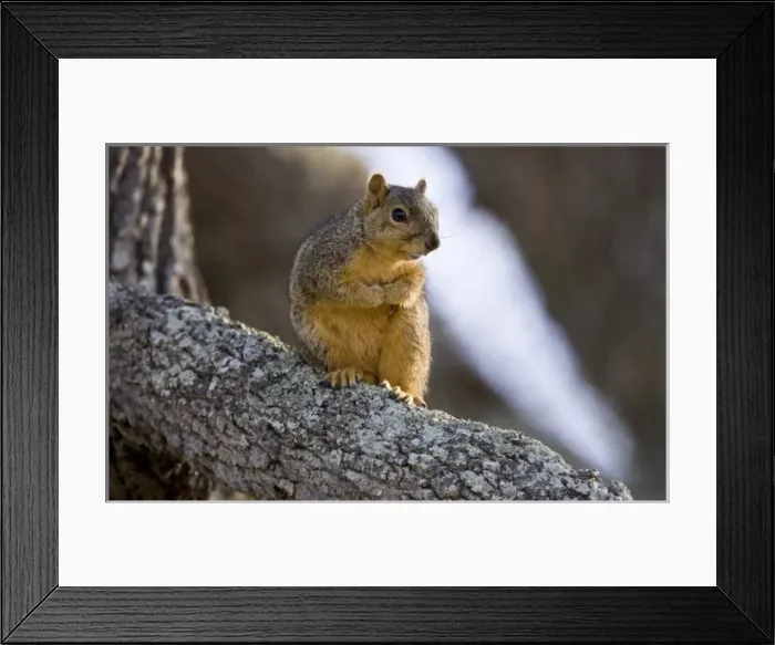 Framed Print : Fox Squirrel on oak branch, Welder Ranch, Coastal Texas Framed Print : Fox Squirrel on oak branch, Welder Ranch, Coastal Texas