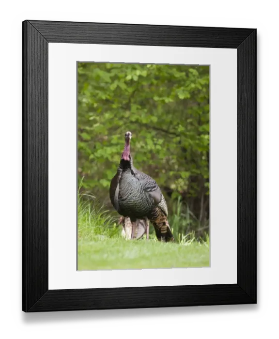 Framed Print : USA, North America, Oregon Framed Print : USA, North America, Oregon