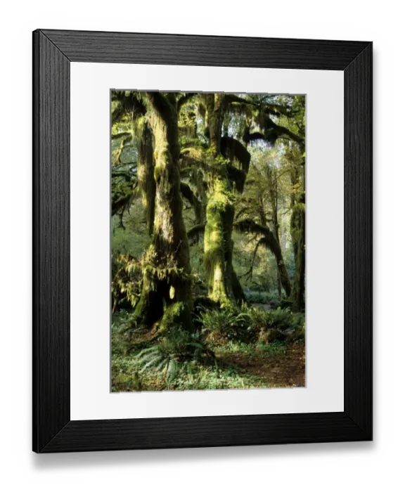 Framed Print : USA, North America, Washington