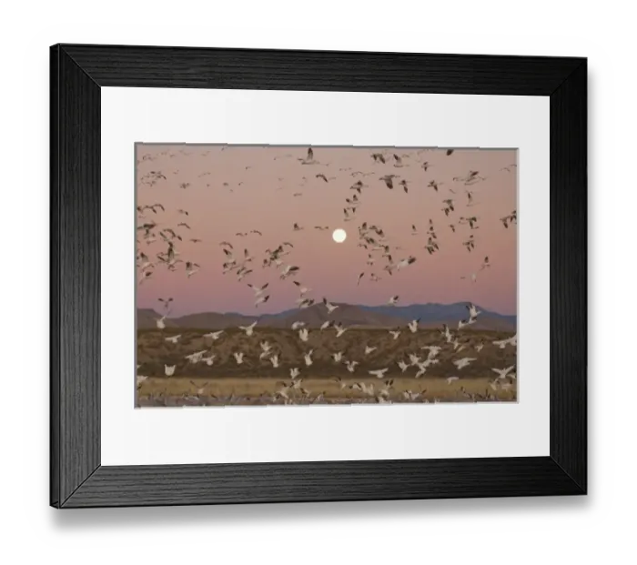 Framed Print : Sandhill cranes, Grus canadensis, and snow geese, Chen caerulescens, take refuge Framed Print : Sandhill cranes, Grus canadensis, and snow geese, Chen caerulescens, take refuge