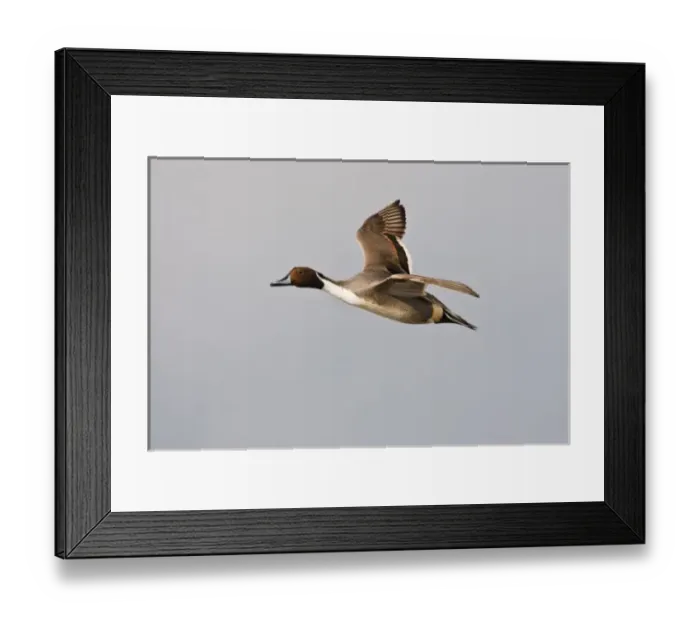 Framed Print : Northern Pintail (Anas acuta) male in flight, South Padre Island, Cameron Co. Texas, USA