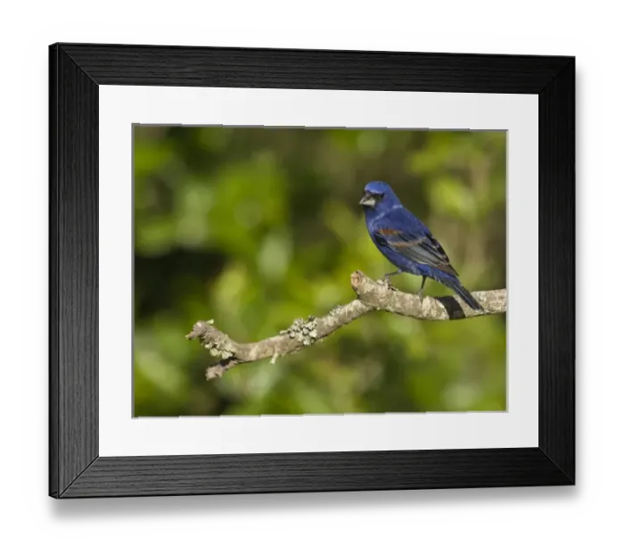 Framed Print : USA, North America, Texas Framed Print : USA, North America, Texas