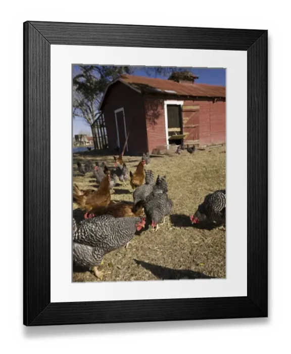 Framed Print : USA, North America, Texas Framed Print : USA, North America, Texas