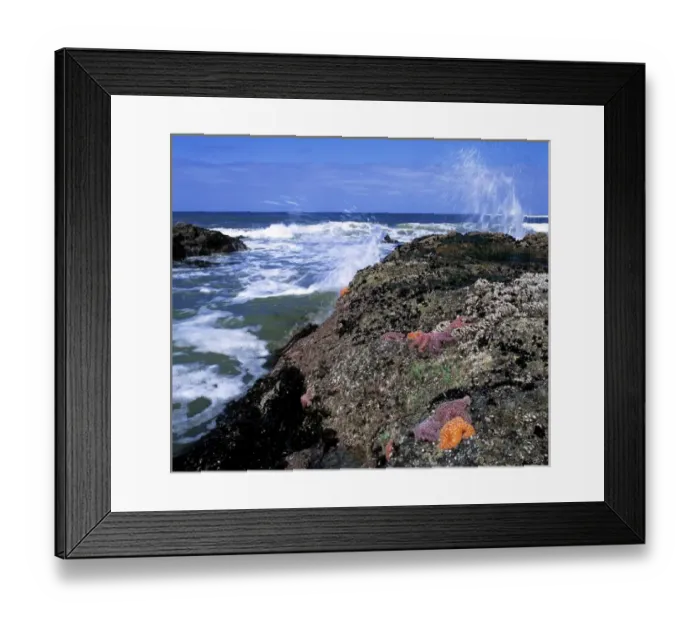 Framed Print : USA, Oregon, Nepture SP. Brilliant orange starfish stand out among the rocky tide Framed Print : USA, Oregon, Nepture SP. Brilliant orange starfish stand out among the rocky tide