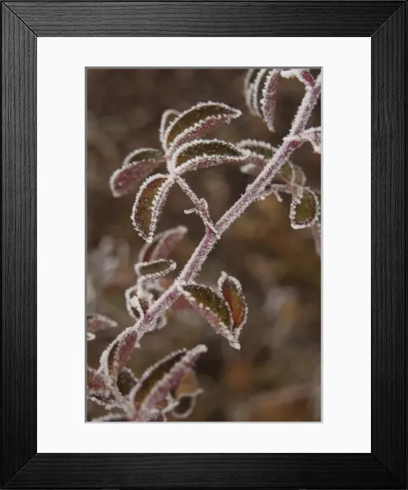 Framed Print : Leaves Outlined with winter frost Framed Print : Leaves Outlined with winter frost