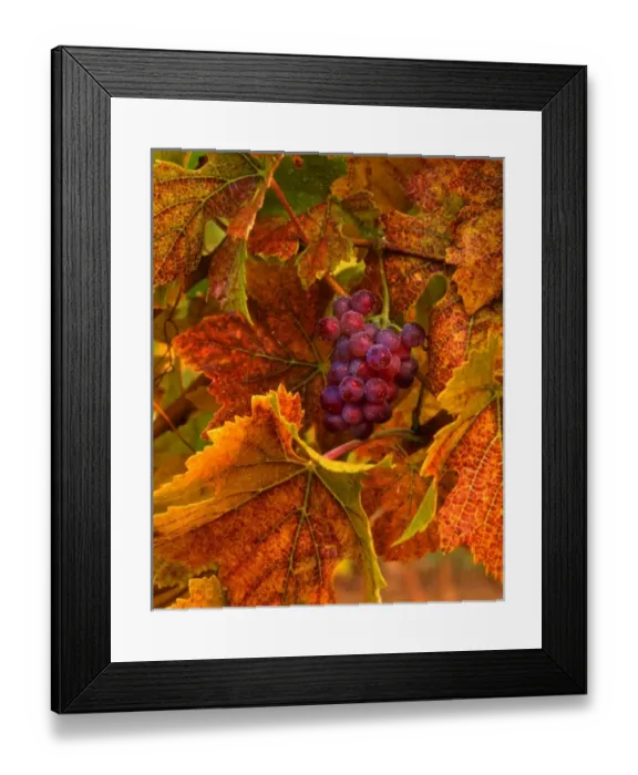 Framed Print : USA, Oregon, Willamette Valley, Pinot noir grapes in fall-colored vineyard with evening light Framed Print : USA, Oregon, Willamette Valley, Pinot noir grapes in fall-colored vineyard with evening light