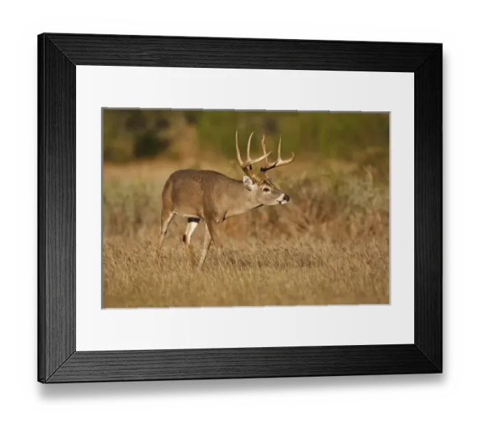 Framed Print : white-tailed deer (Odocoileus virginianus) male with hard antlers, scenting a female in grassland