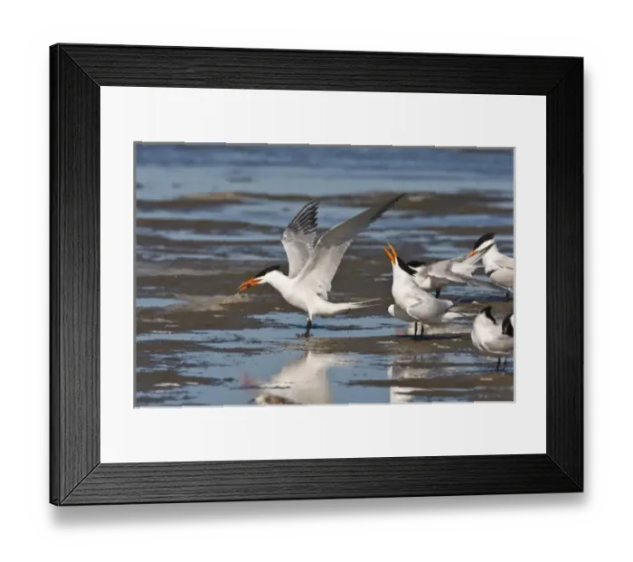 Framed Print : Royal Tern (Sterna maxima) adult pair in breeding plumage bonding for breeding Framed Print : Royal Tern (Sterna maxima) adult pair in breeding plumage bonding for breeding