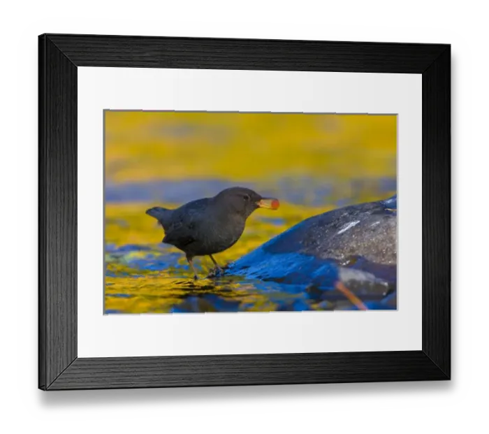 Framed Print : USA, Oregon, American Dipper, Salmon egg, feeding, fall color
