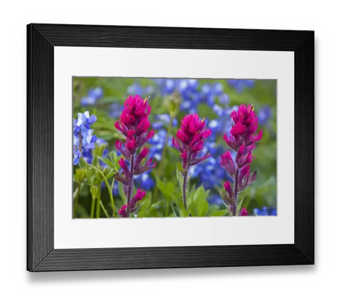 Framed Print : Wildflower meadows at Paradise in Mount Rainier National Park in Washington Framed Print : Wildflower meadows at Paradise in Mount Rainier National Park in Washington