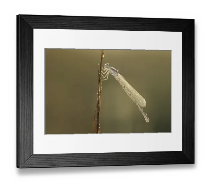 Framed Print : Familiar Bluet, Enallagma civile, female with dew, Willacy County, Rio Grande Valley