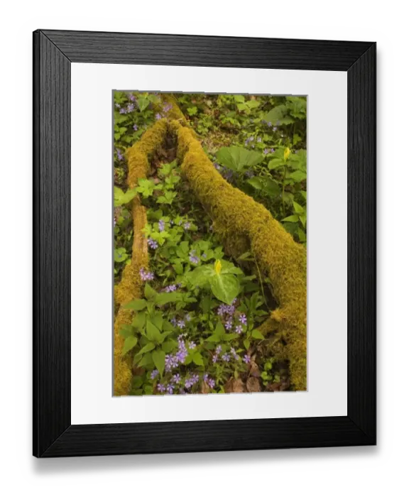Framed Print : USA, North America, Tennessee