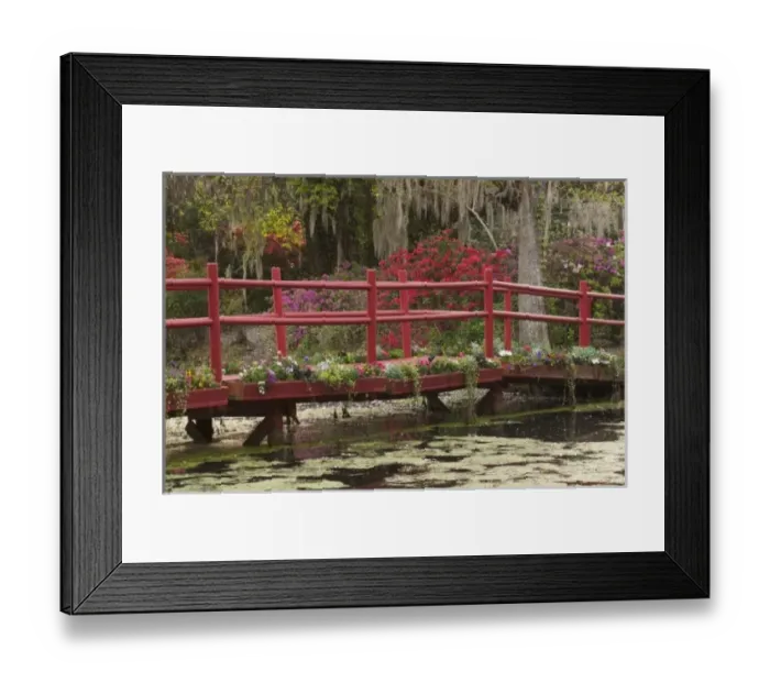 Framed Print : Charleston, South Carolina, USA. Azaleas in bloom ialong a bridge n the spring Framed Print : Charleston, South Carolina, USA. Azaleas in bloom ialong a bridge n the spring