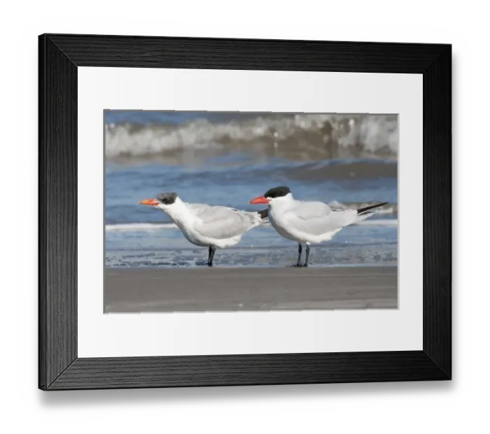 Framed Print : Texas, Padre Island. SHore birds in Padre Island National Seashore Framed Print : Texas, Padre Island. SHore birds in Padre Island National Seashore