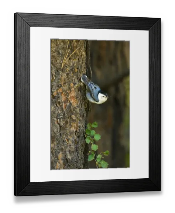 Framed Print : USA, North America, Washington Framed Print : USA, North America, Washington