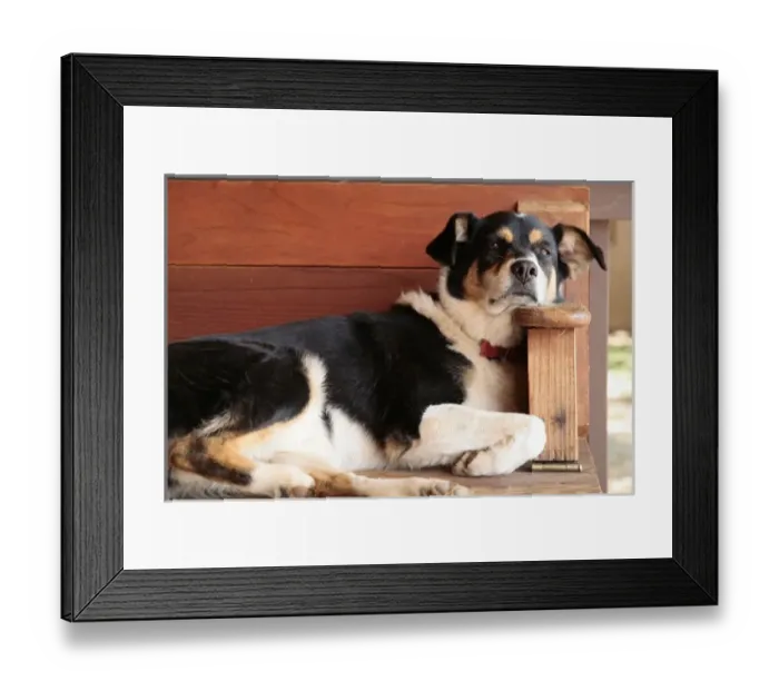 Framed Print : Mora New Mexico, United States. Resting rescue dog on farm Framed Print : Mora New Mexico, United States. Resting rescue dog on farm