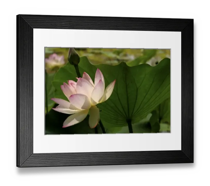Framed Print : USA, North America, New Mexico Framed Print : USA, North America, New Mexico
