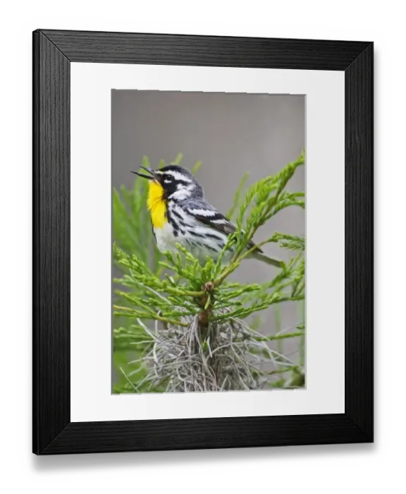 Framed Print : USA, North America, Texas
