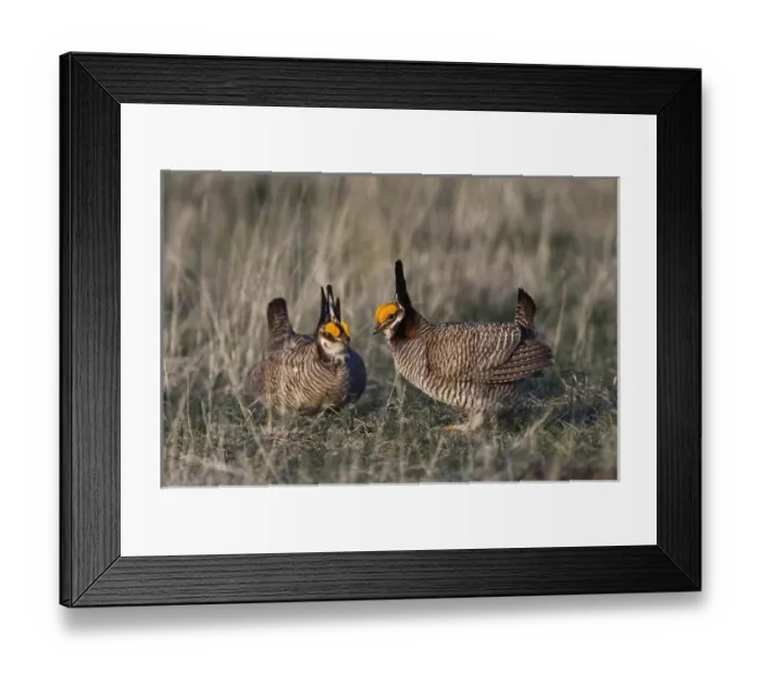 Framed Print : Lesser Prairie-Chicken, Tympanuchus pallidicinctus, males fighting, Canadian, Panhandle Framed Print : Lesser Prairie-Chicken, Tympanuchus pallidicinctus, males fighting, Canadian, Panhandle