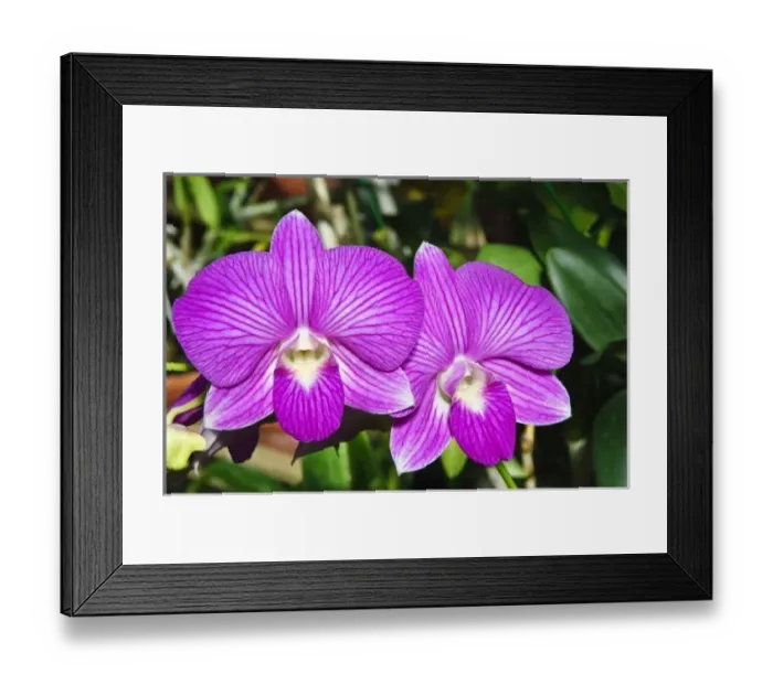 Framed Print : Texas, Corpus Christi. South Texas Botanical Gardens & nature Center Framed Print : Texas, Corpus Christi. South Texas Botanical Gardens & nature Center