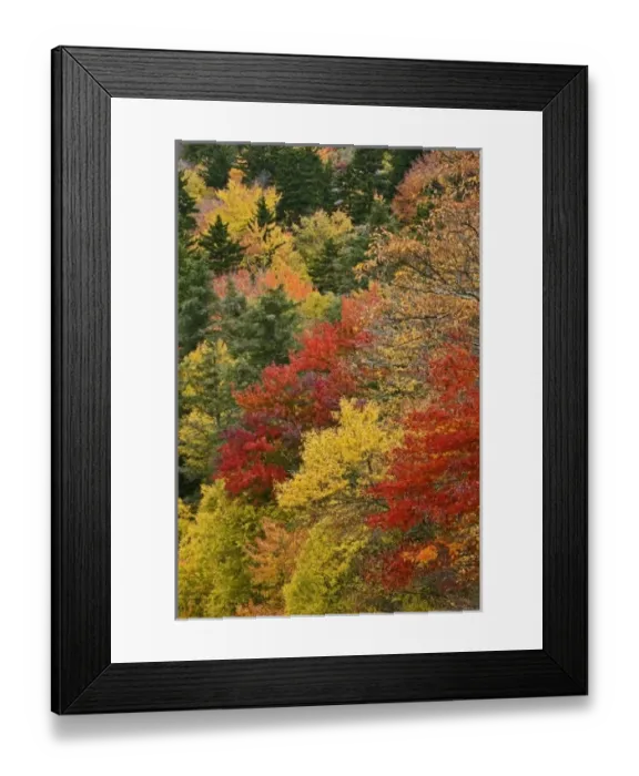 Framed Print : Fall colors in the southern Appalachian Mountains near Grandfather Mountain, North Framed Print : Fall colors in the southern Appalachian Mountains near Grandfather Mountain, North