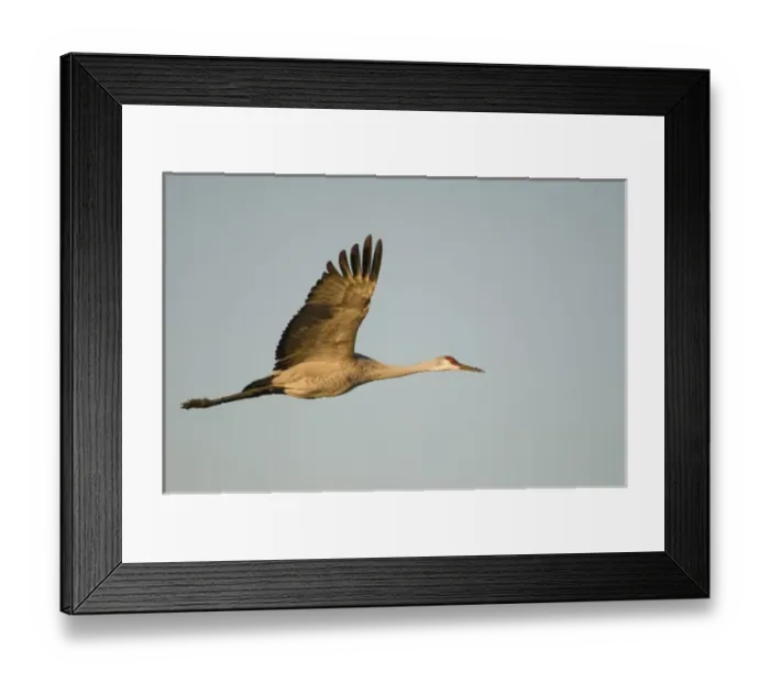 Framed Print : USA, New Mexico, Bosque del Apache National Wildlife Refuge. Silhouette of sandhill Framed Print : USA, New Mexico, Bosque del Apache National Wildlife Refuge. Silhouette of sandhill