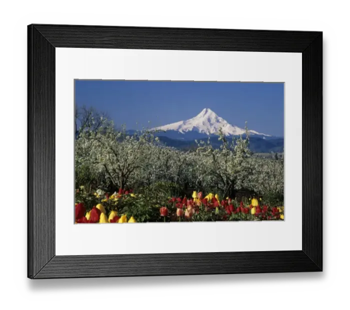 Framed Print : OR, Hood River Valley near Hood River, Mt. Hood with orchard and tulips Framed Print : OR, Hood River Valley near Hood River, Mt. Hood with orchard and tulips