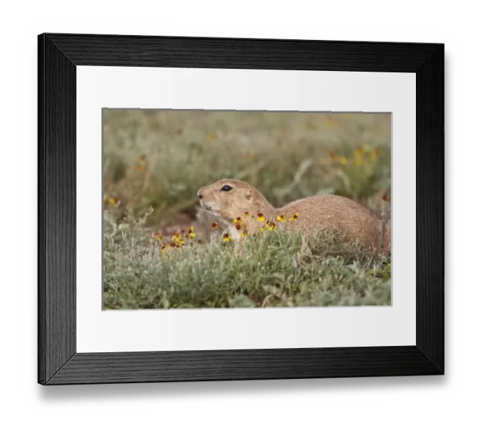 Framed Print : USA, North America, Oklahoma Framed Print : USA, North America, Oklahoma