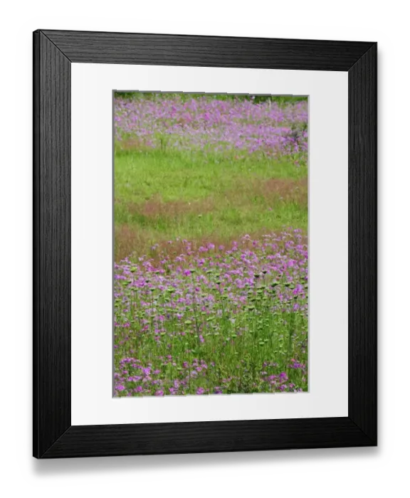 Framed Print : USA, North America, South Carolina