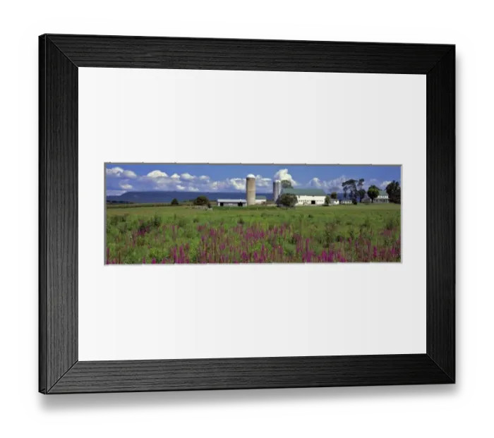 Framed Print : USA, Pennsylvania, Lebanon County. Purple fireweed abound on this family farm in Lebanon County Framed Print : USA, Pennsylvania, Lebanon County. Purple fireweed abound on this family farm in Lebanon County