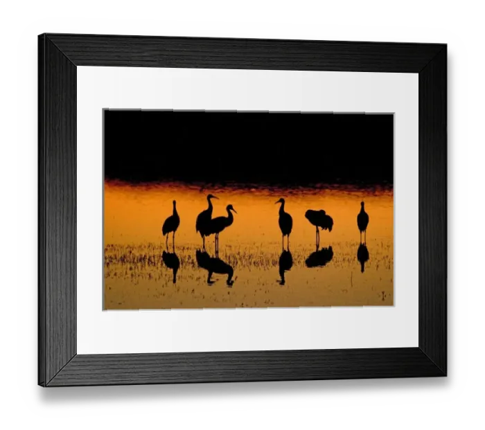 Framed Print : Sandhill cranes, Grus canadensis, wintering in New Mexico, take shelter from coyotes Framed Print : Sandhill cranes, Grus canadensis, wintering in New Mexico, take shelter from coyotes