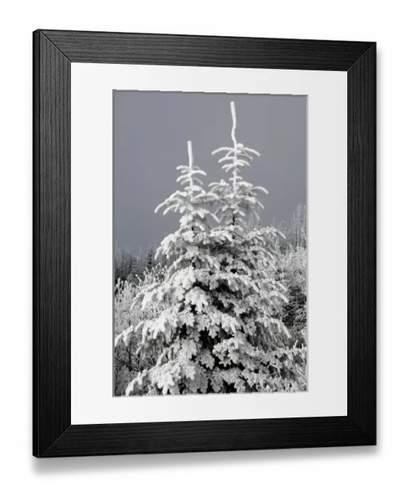 Framed Print : North America, USA, North Carolina, Smoky Mountains, a pair of young trees covered in rimefrost