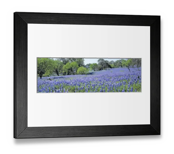 Framed Print : USA, Texas, Llano. These oak trees are a lovely color contrast to the carpet of purple Framed Print : USA, Texas, Llano. These oak trees are a lovely color contrast to the carpet of purple