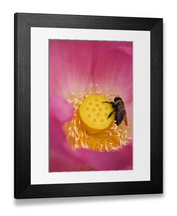 Framed Print : USA; North Carolina; Bee on the center of a lotus blossum Framed Print : USA; North Carolina; Bee on the center of a lotus blossum