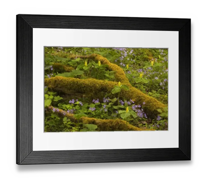 Framed Print : USA, North America, Tennessee Framed Print : USA, North America, Tennessee