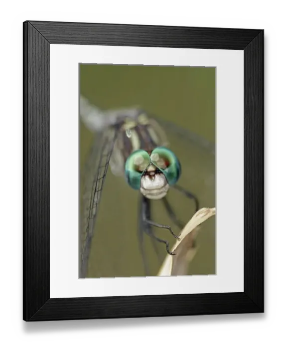 Framed Print : USA, North America, Texas Framed Print : USA, North America, Texas