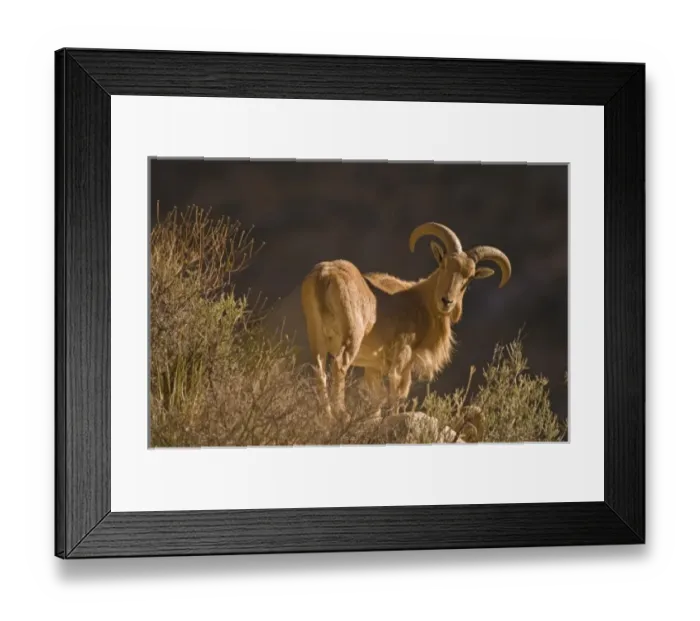 Framed Print : An adult mountain barbary bighorn sheep, Ammotragus lervia, or aoudad, forages high Framed Print : An adult mountain barbary bighorn sheep, Ammotragus lervia, or aoudad, forages high