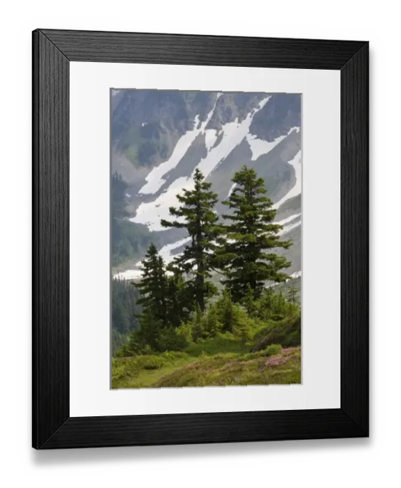 Framed Print : USA, Washington, North Cascades National Park, Cascade Pass. Mountain hemlock trees in wilderness Framed Print : USA, Washington, North Cascades National Park, Cascade Pass. Mountain hemlock trees in wilderness