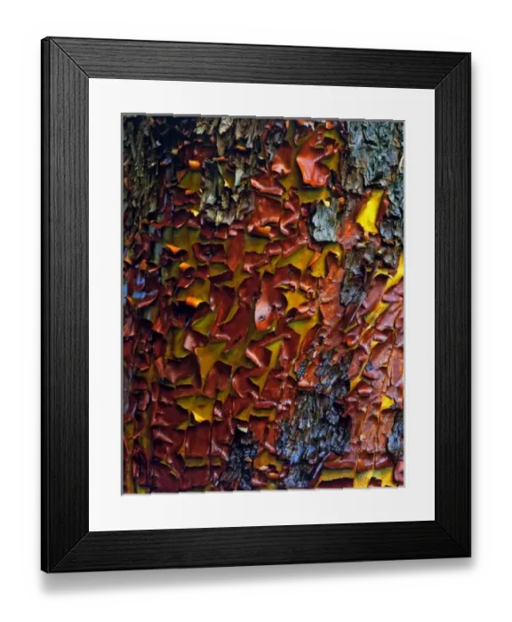 Framed Print : USA, Oregon, Siskiyou National Forest. Peeling bark of a Pacific madrone tree