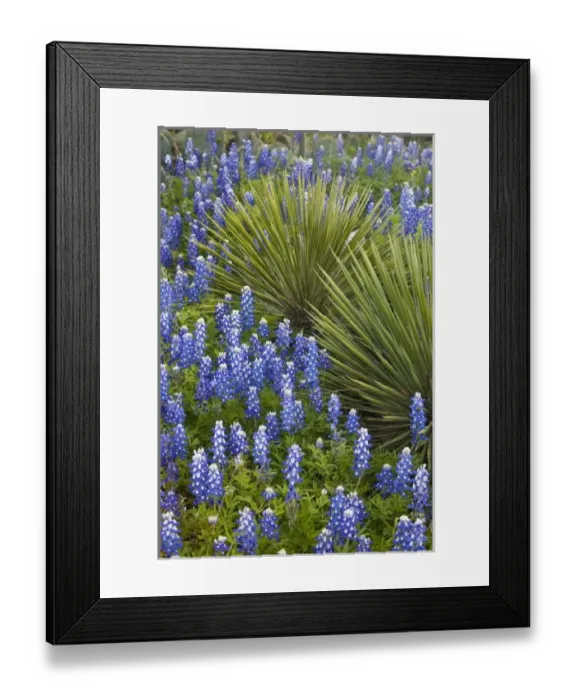 Framed Print : Texas, USA. Bluebonnets (Lupinus texensis) Surrounding a Yucca Shrub Framed Print : Texas, USA. Bluebonnets (Lupinus texensis) Surrounding a Yucca Shrub