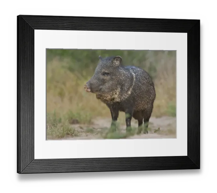 Framed Print : USA, North America, Texas