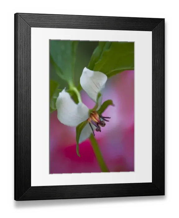 Framed Print : USA, North Carolina, Great Smoky Mountains National Park. Close-up of a southern Framed Print : USA, North Carolina, Great Smoky Mountains National Park. Close-up of a southern