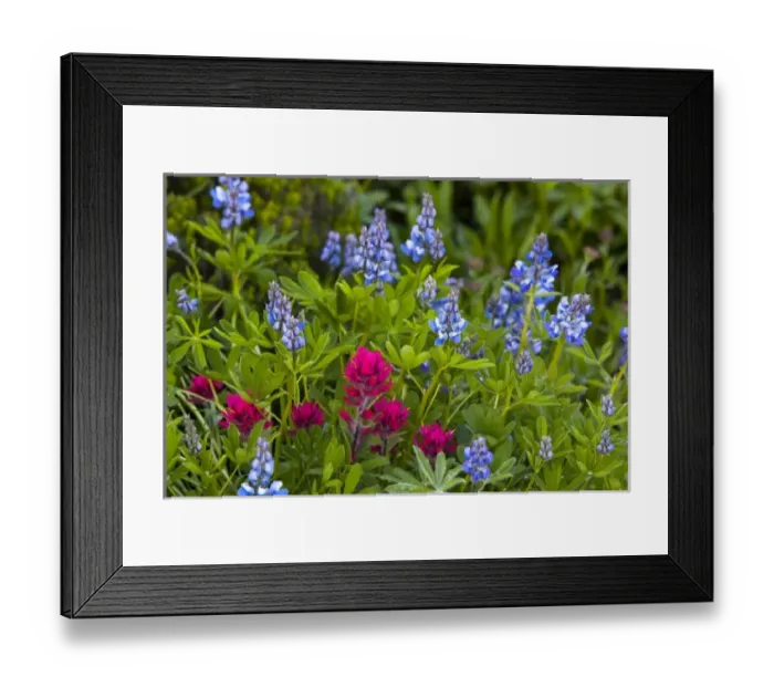 Framed Print : USA, North America, Washington Framed Print : USA, North America, Washington