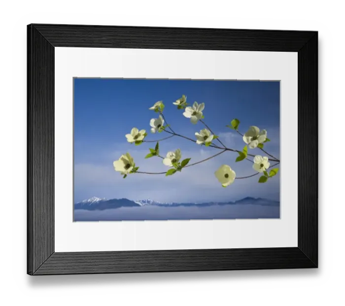 Framed Print : USA, Washington, Hood Canal. Pacific dogwood blossoms with mountains in background Framed Print : USA, Washington, Hood Canal. Pacific dogwood blossoms with mountains in background