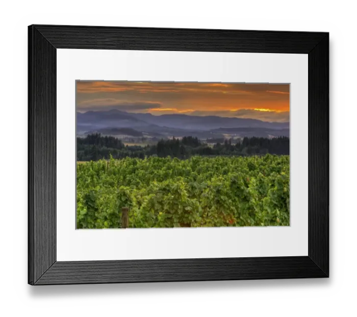 Framed Print : USA, Oregon, Calrton. Sunset over vineyard and Willamette Valley at Anne Amie Winery Framed Print : USA, Oregon, Calrton. Sunset over vineyard and Willamette Valley at Anne Amie Winery