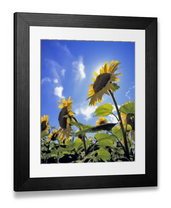 Framed Print : USA, North Dakota, Cass Co. These sunflowers seem to have replaced the sun in its bright blue sky Framed Print : USA, North Dakota, Cass Co. These sunflowers seem to have replaced the sun in its bright blue sky