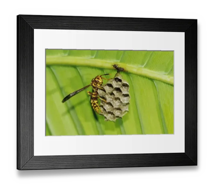 Framed Print : USA, North America, Texas Framed Print : USA, North America, Texas