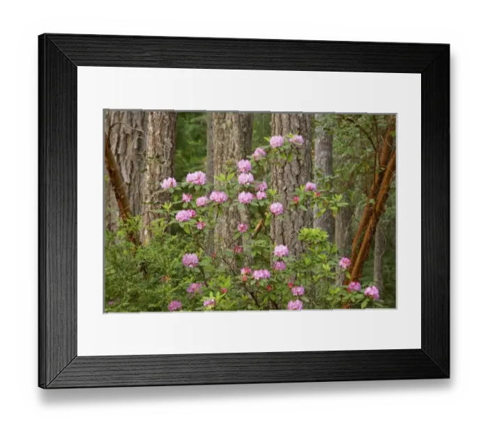 Framed Print : USA, North America, Washington Framed Print : USA, North America, Washington