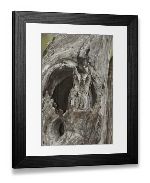 Framed Print : USA, North America, Texas Framed Print : USA, North America, Texas
