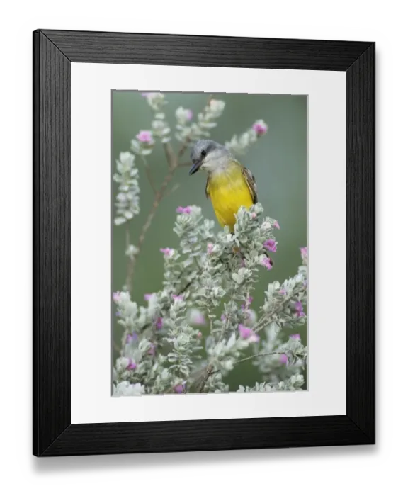Framed Print : Couchs Kingbird, Tyrannus couchii, adult on blooming Texas Sage (Leucophyllum frutescens) Framed Print : Couchs Kingbird, Tyrannus couchii, adult on blooming Texas Sage (Leucophyllum frutescens)